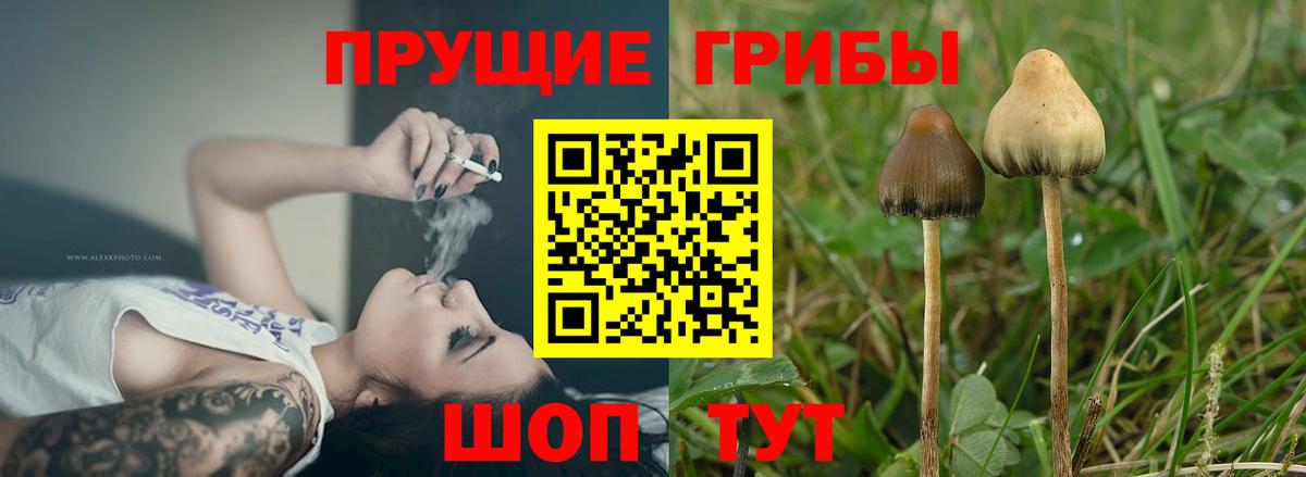 Галлюциногенные грибы Psilocybine cubensis  Вход с VPN  Гатчина 